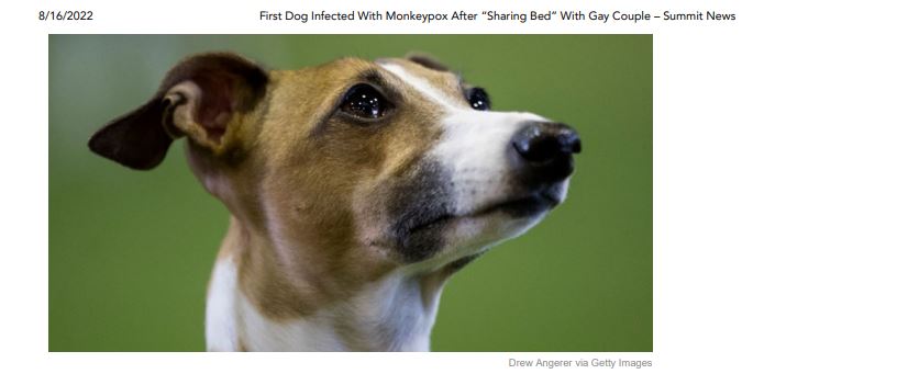 First Dog Infected With Monkeypox After “Sharing Bed” With Gay Coupl
