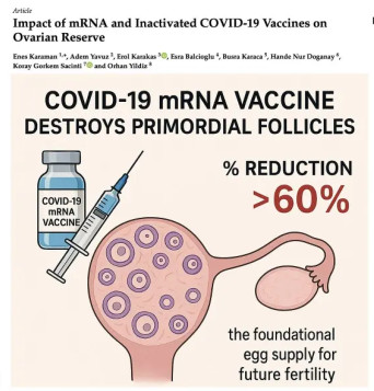More proof that the #COVID19 #Vaccine was harmful and in fact may h